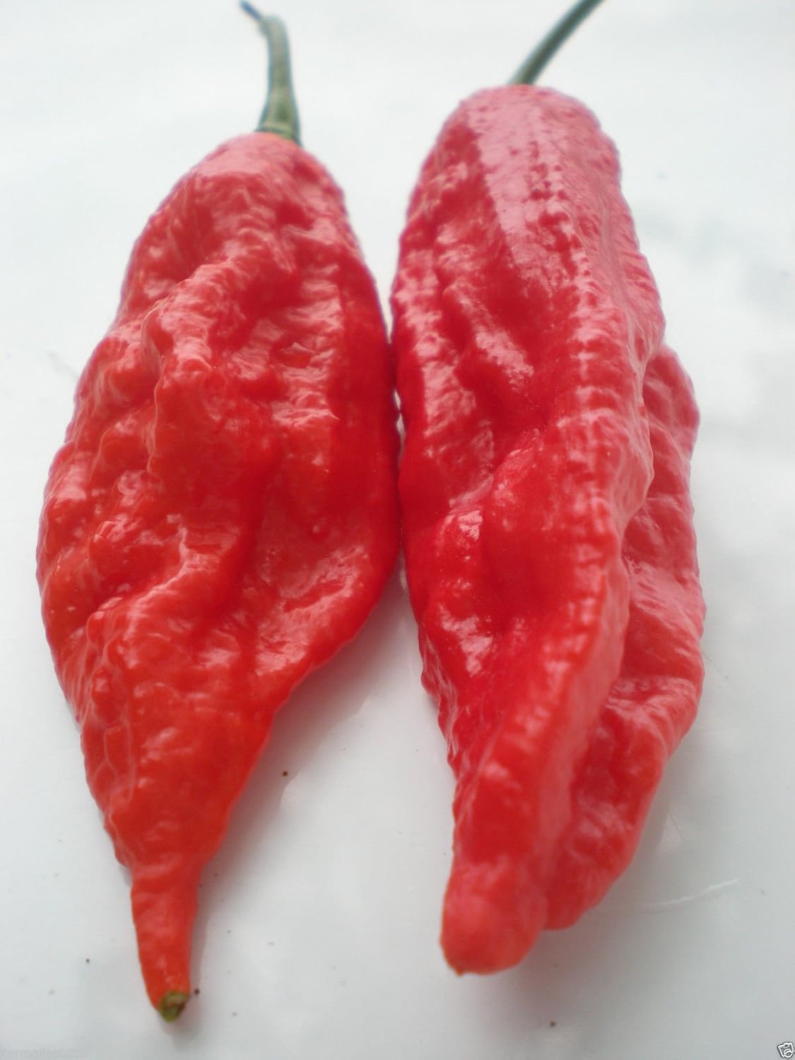 (25) KING COBRA CHILE PEPPER SEEDSCOBRA CHILE Garden