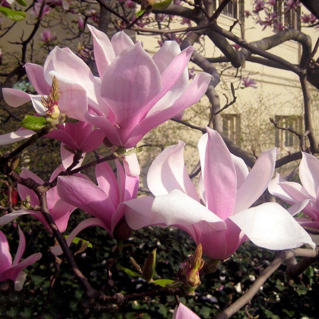 FastDirect Semillas de Magnolia Multicolor Semillas de Flores 10 ...
