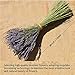 WGIA Natural Dried Lavender Bundles - Freshly Harvested Lavender Bunch Royal Velvet Decorative Flowers Bouquet for Wedding DIY Home Party & Valentine's Day Gifts - 1 Bundle Pack