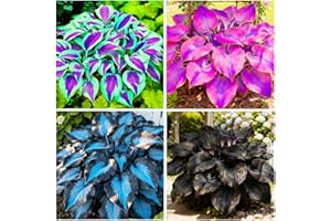CARPET CREEPING 280+ USA PERMIUM Perennial Hosta Seeds for Planting Indoor Outdoor-Non GMO Heirloom Fragrant Shade Garden Flowers Open Pollinated