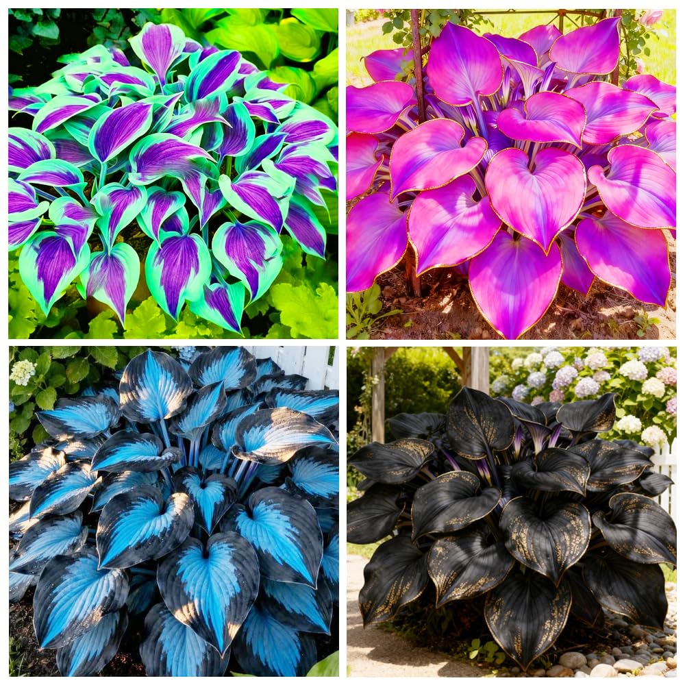 Photo 1 of 280+ USA PERMIUM Perennial Hosta Seeds for Planting Indoor Outdoor-Non GMO Heirloom Fragrant Shade Garden Flowers Open Pollinated
