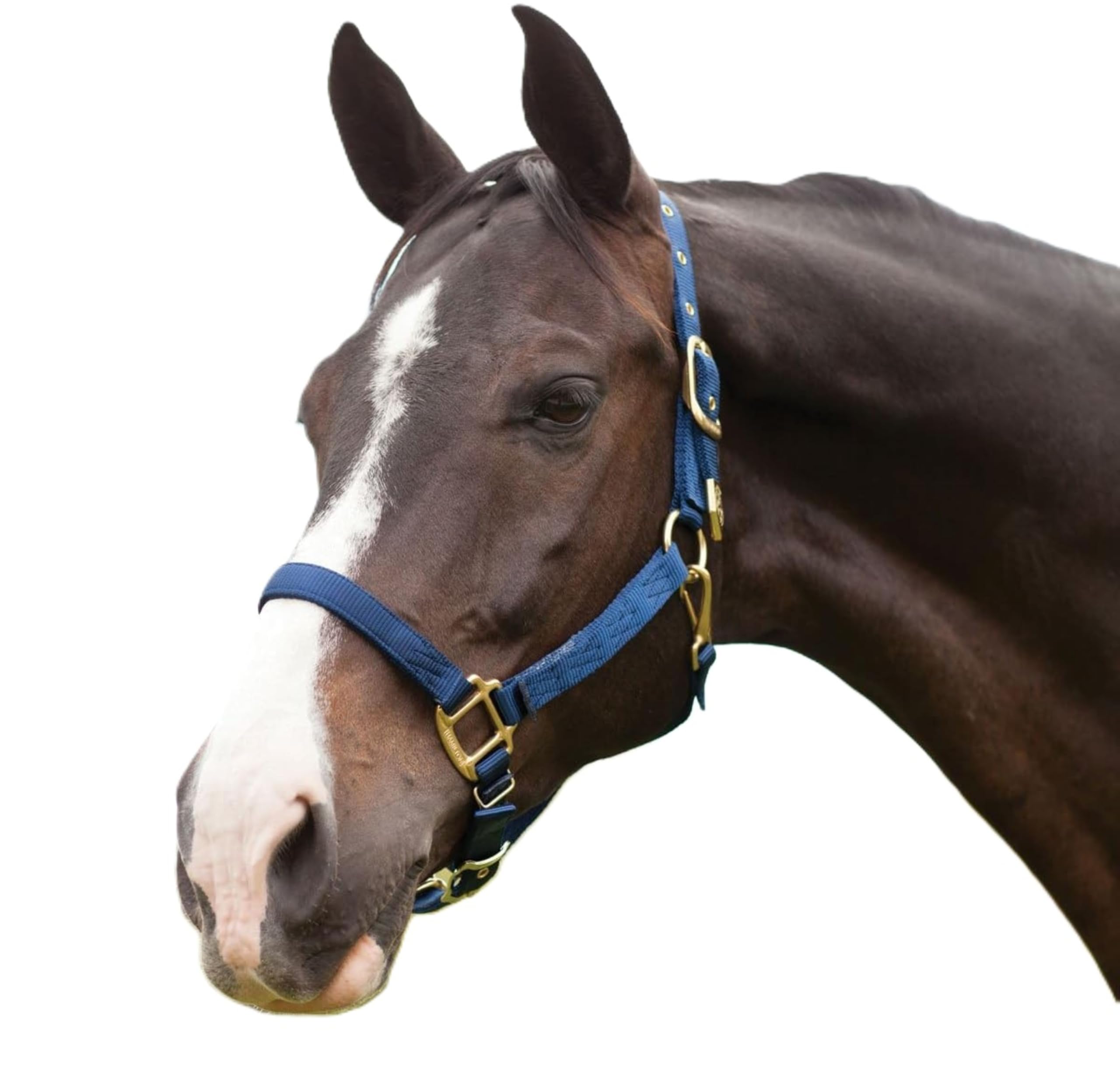 Hamilton 1-Inch Nylon Halter with Adjustable Chin, Navy Blue - Average Size