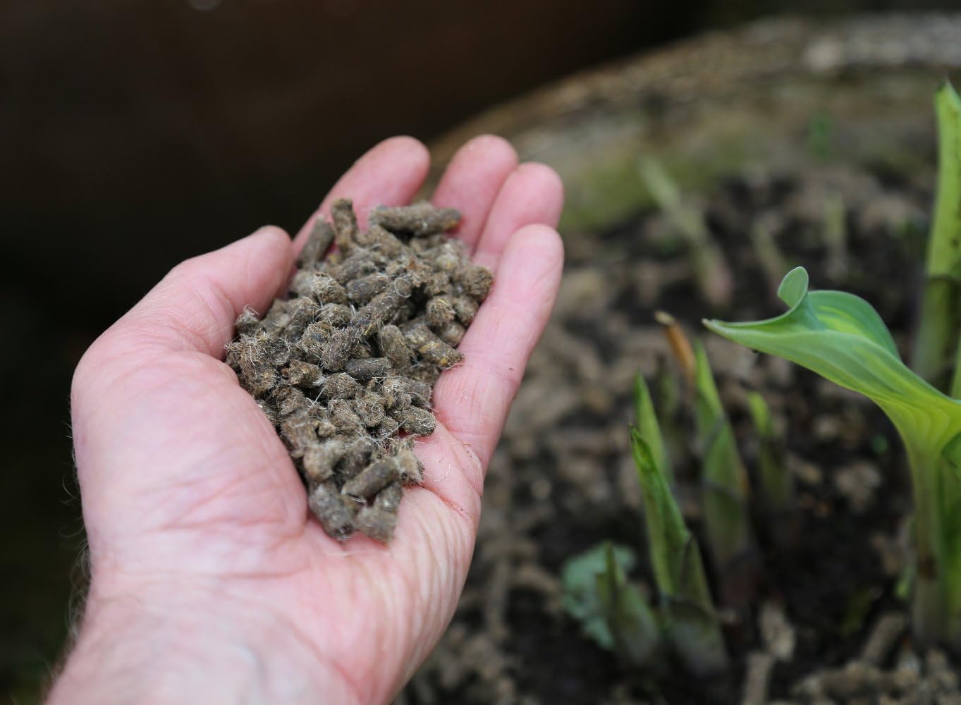 Vitax Slug Gone Wool Pellets, Natural, Organic Barrier To Protect Borders, Pots & Containers From Slugs And Snails, Long Lasting - 10L - Image 4
