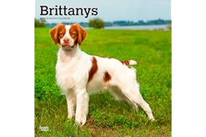 Brittanys | 2026 12 x 24 Inch (Hanging) Monthly Square Wall Calendar | Plastic-Free | BrownTrout | Animals Dog Breeds