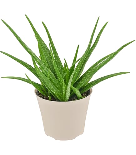 aloe vera service Nature's Sunshine Aloe Vera-Freeze Dried (64 caps) – Nature's Best Health  Store main image 1