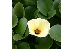 Chalily Live Aquatic Pond Plant Water Poppies: Outdoor Garden Water Pond Plants Lily Like Floating Pads Goldfish Koi Lotus Ponds Loves Shade Sun Flowers Beautiful Flowers and Leaves