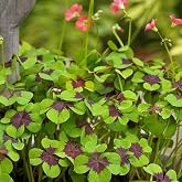 Votaniki Iron Cross Lucky Clover Bulbs - Unique Foliage Oxalis Iron Cross Bulbs for Planting - Beautiful Flowers and Compact Size Plant - Easy to Grow and Maintenance (12 Pack)