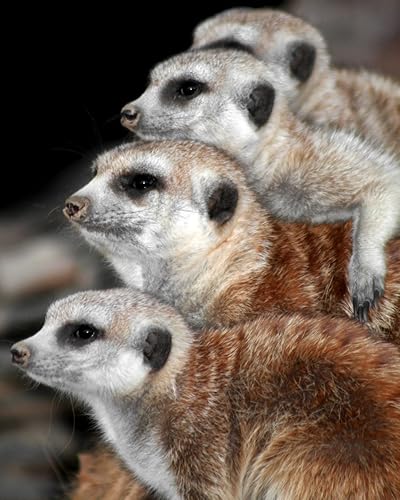 wildlife nursery decor