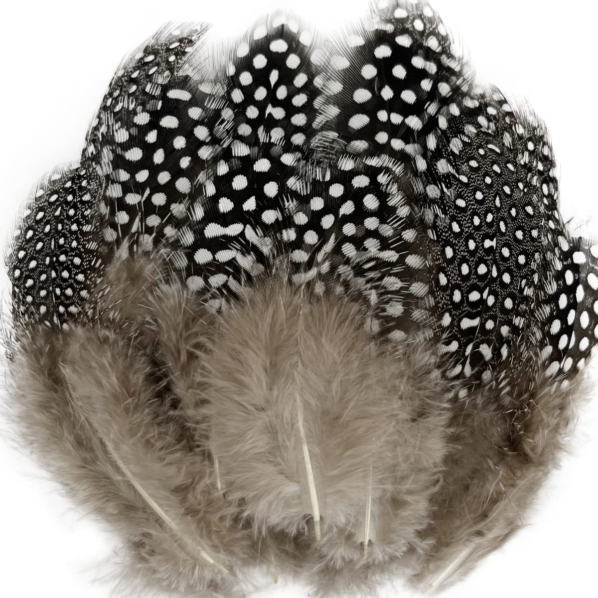 Photo 1 of 100pcs Natural Spotted Feathers Guinea Pheasant Feather 3-6 Inches for Crafts Dream Catcher Jewelry Decoration, Colored Turkey Chicken Plume Feathers