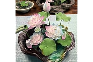 Color-Changing Bowl Lotus Seeds - Rare Miniature Aquatic Plant for Ponds & Container Water Gardens, Changes Hue with Light, N
