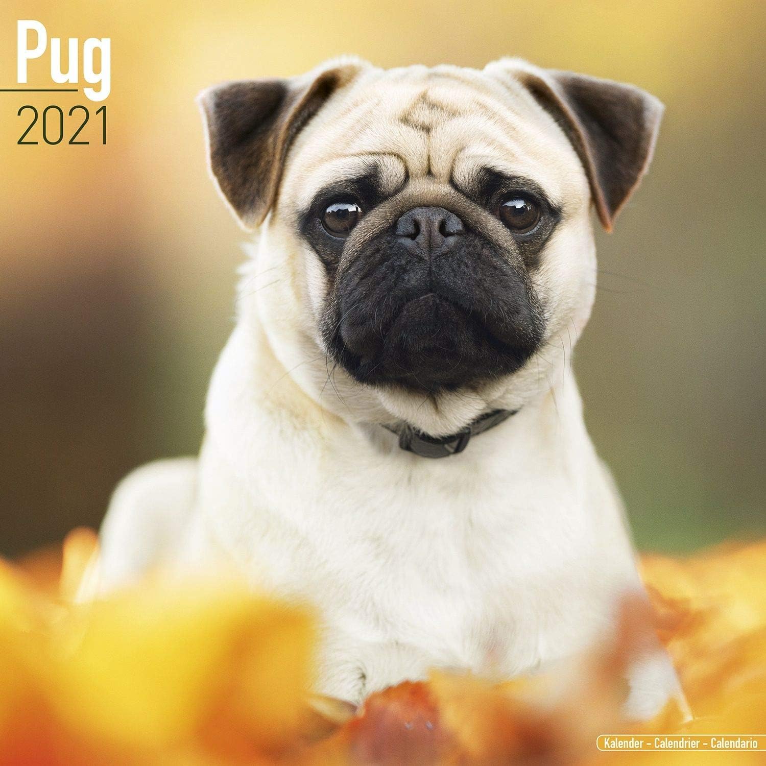 pug calendar 2021 Amazon Com Pug Calendar 2021 Dog Breed Calendar Wall Calendar 2020 2021 Office Products pug calendar 2021