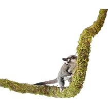 Sugar Glider Cage Coconut Shell Swing For Sugar Gliders & Birds - Natural Fun For Your Furry/Feathered Friends! Sugar Glider Cage Toys