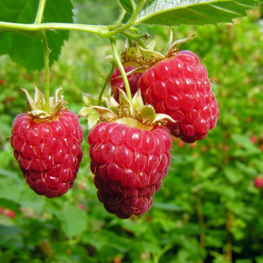 YouGarden First Year fruiting Raspberry 'Polka' x 12 canes