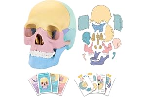 LUCKY GUESS 2024 New Human Anatomy Skull Model,17 Part Puzzle of Skull and 10 Knowledge Flash Cards, Detachable Palm Sized Mini Human Medical Skull Model, Medical Clinic Teaching Equipment, STEM Toy Gift for Kids