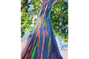 CZ GRAIN Rainbow Eucalyptus Tree Seeds - 50 Seeds - Stunning Colored Bark - Eucalyptus deglupta