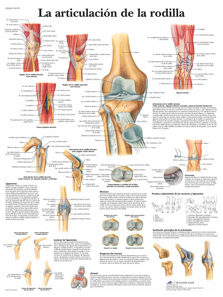 3B Scientific Printed in Paper, The Knee Joint, 1