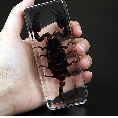 TriProC Scorpion Taxidermy Animals Insects in Resin Preserved Bugs ...