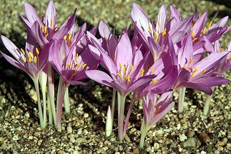 Amazon Co Jp 種子パッケージ 500種コルチカムエール クロッカス サフラン 裸の女性 ホーム キッチン