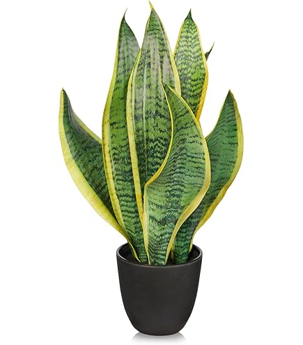 bird's nest snake plant light requirements Bird's Nest Snake Plant  Plant Detectives