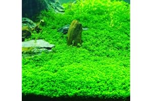 YOKEBOM 5-7 Dwarf Baby Tears Aquarium Live Plant Stems, Dwarf Baby Tears Live Aquatic Plants for Freshwater Aquarium Plants