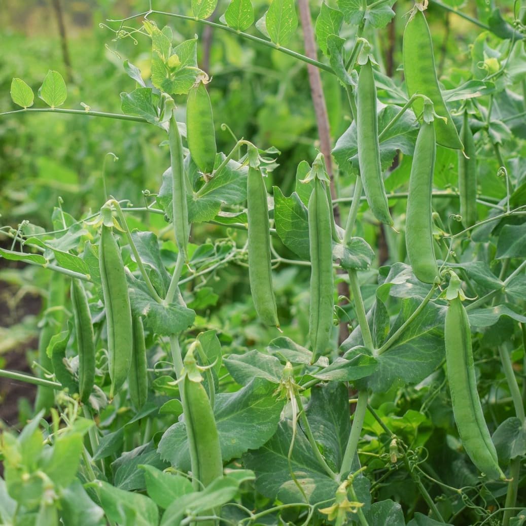 PREMIER SEEDS DIRECT - Pea Seeds - Petit POIS PROVENCAL - Approx 250 Seeds