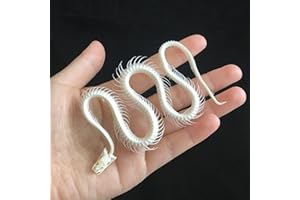 CEZUIC Snake skeleton model Collection snake bone specimen educational model Home decoration Crafts Gift DIY (30CM)
