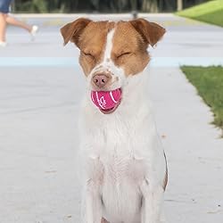 Best Pet Supplies Interactive Squeaky Dog Chew