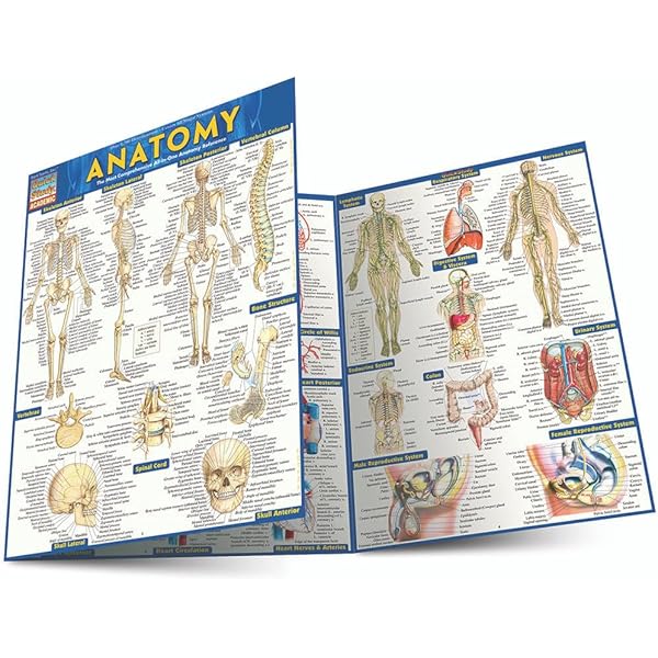 Physiology: QuickStudy Laminated Reference Guide (QuickStudy
