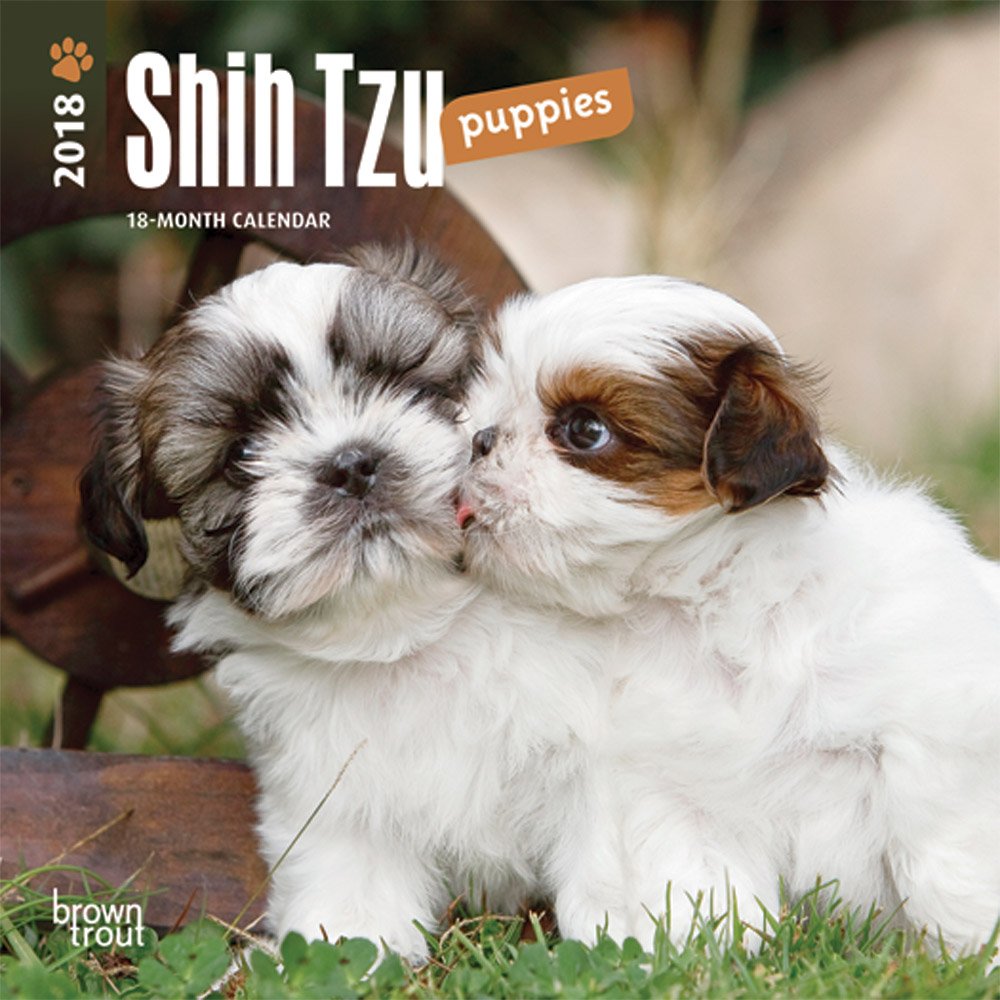 Amazon Com Shih Tzu Puppies 2018 7 X 7 Inch Monthly Mini Wall