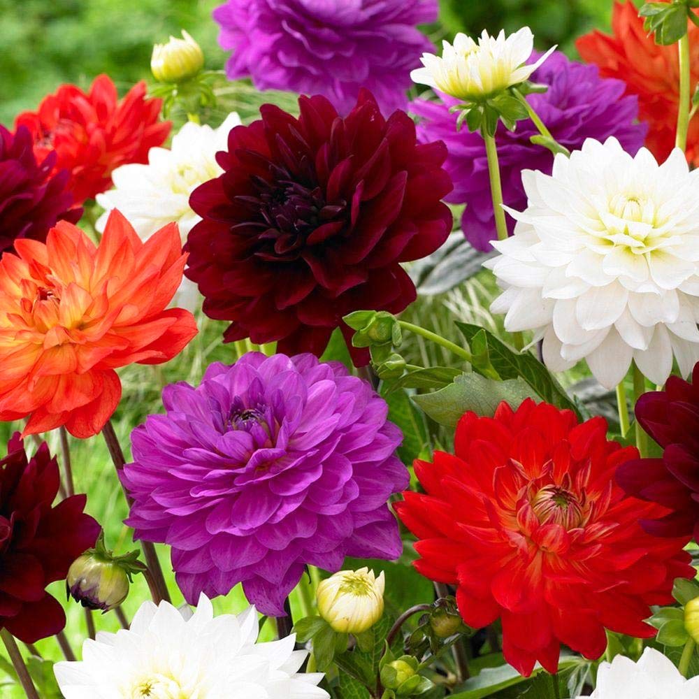2 x Dahlia Decorative Tubers - Wonderful Garden Plants- Summer Flowering- Ready to Plant Now