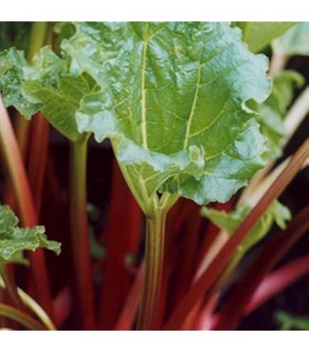 Rubarb Rubarb - Victory Of Love 7インチ 12 Pack: 1.5