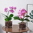 PERFECTOP 2Pcs 5.8inch Glass Orchid Pots with Holes and Saucer,Clear Breathable Orchid Planter with Drainage Holes & Tray,Stylish Flower Pot Planter for Orchids Indoor Outdoor Plants,Home Office Decor