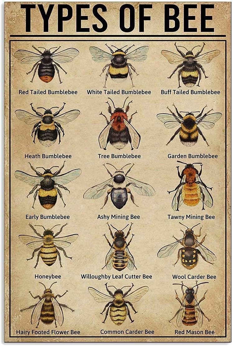 Plaques & Wall Art - JIUFOTK Types Of Bee Posters Metal Signs Bee Knowledge Popular Science Guide Room Club Farm Wall Decor 12x16 Inches