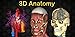 3D Human anatomy