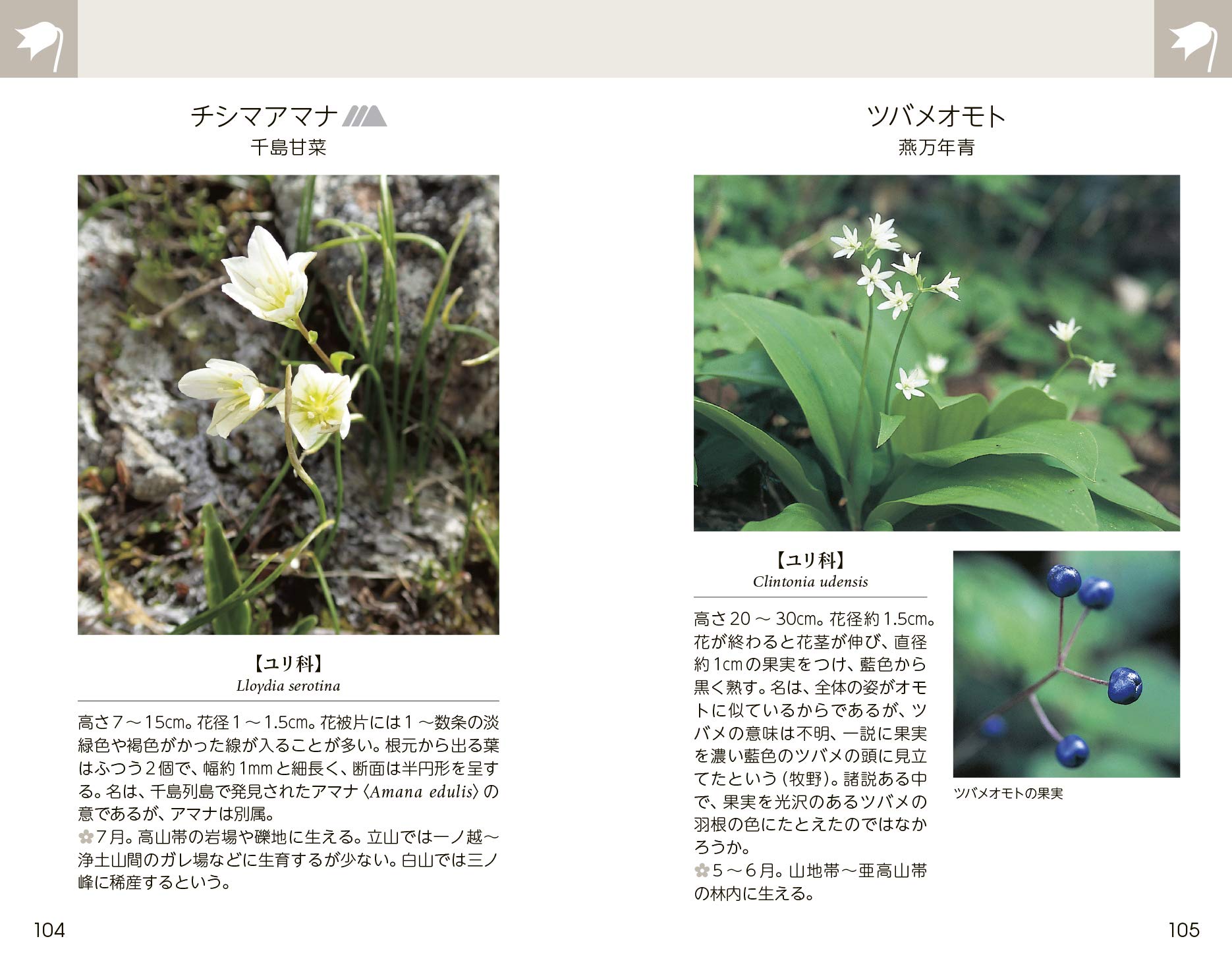 白山 立山 花ガイド 栂 典雅 栂 典雅 本 通販 Amazon