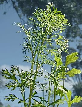 Echter Koriander -coriandrum sativum- 100 Samen