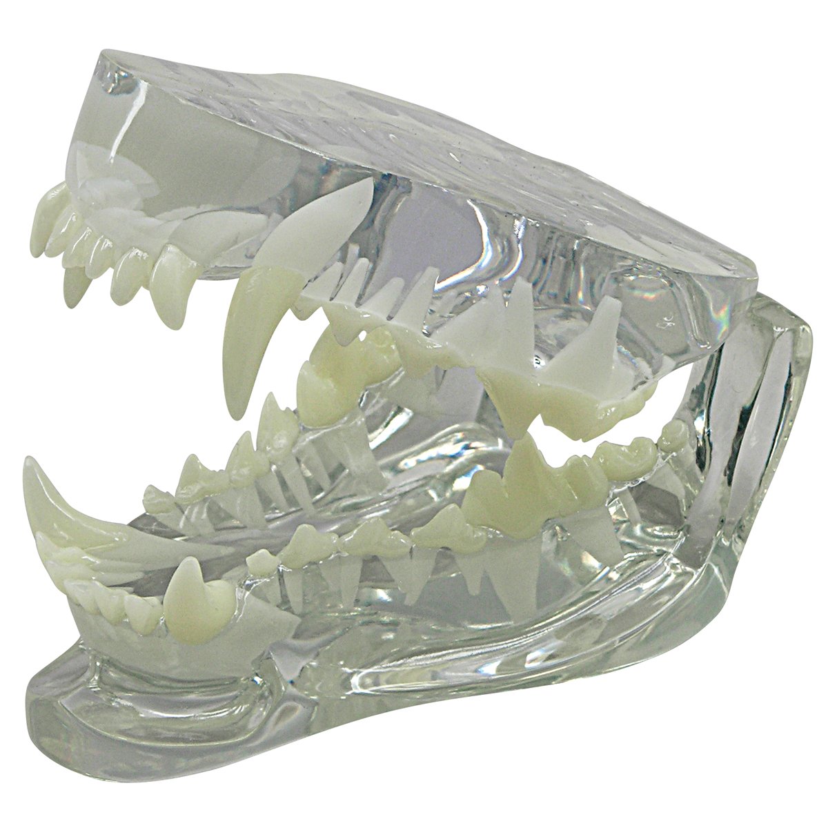 3B Scientific Canine Jaw Model-Clear