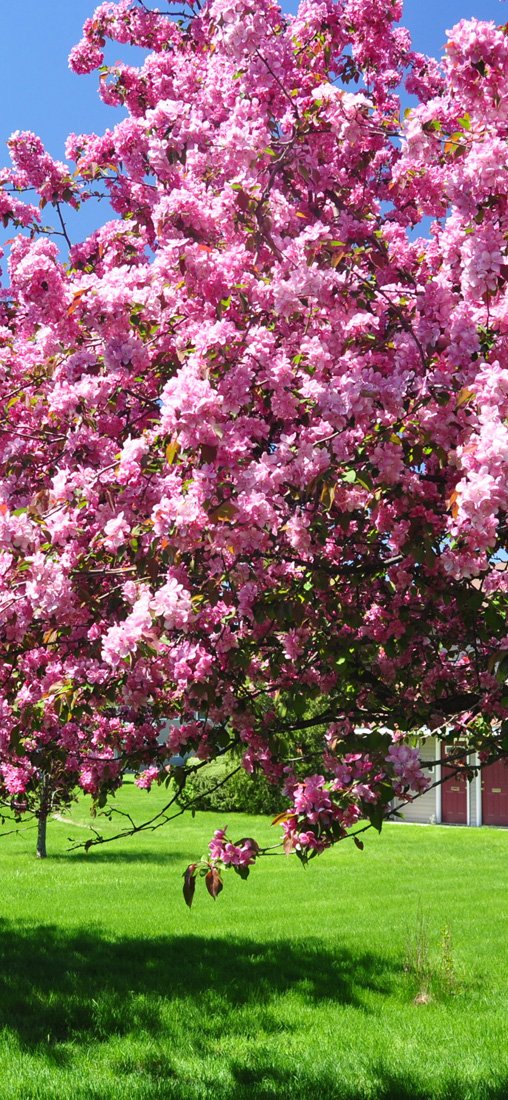 PeelitStickit, Beautiful Nature Wall Murals, ID-3229, vinyl