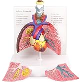 HADWYN Human Respiratory System model,anatomy models human body