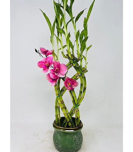 ponytail palm images Ponytail Palm — Jolly Green Nursery main image 1