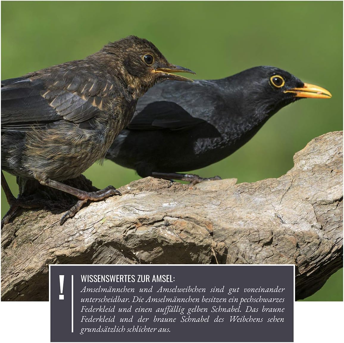 wildtier herz I Blackbird nesting box made of screwed solid wood, weatherproof & untreated, bird house for half-cave breeders - Image 5