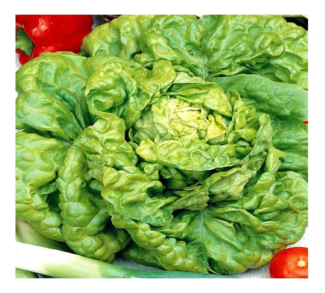 PREMIER SEEDS DIRECT - Lettuce - All Year Round - 5 Grams Finest Seeds
