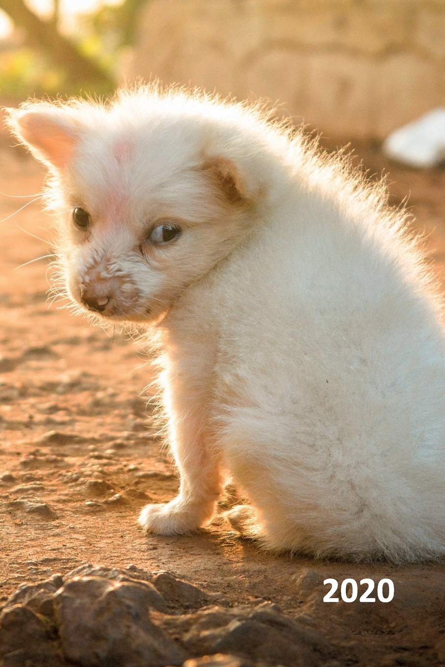 what is the cutest puppy in the world