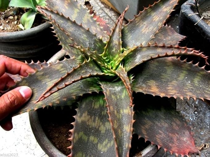 10 seeds ALOE Plant Seeds (ALOE ammophila) Succulent