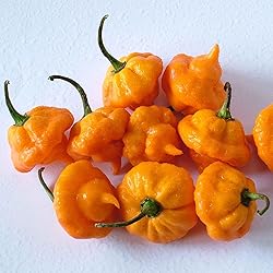 Eden Brothers Hot Pepper Seeds - Jamaican Hot Yellow