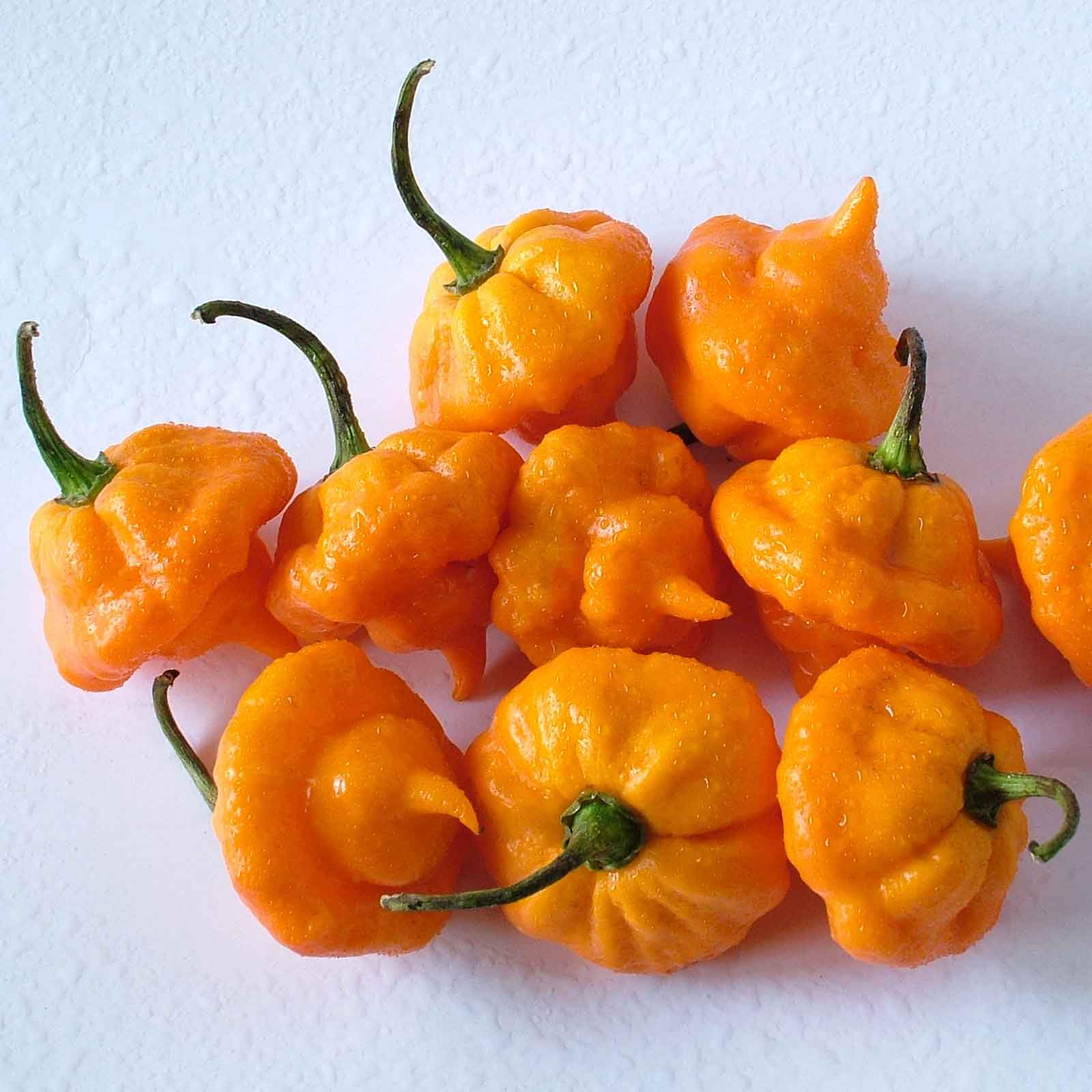 Eden Brothers Hot Pepper Seeds - Jamaican Hot Yellow