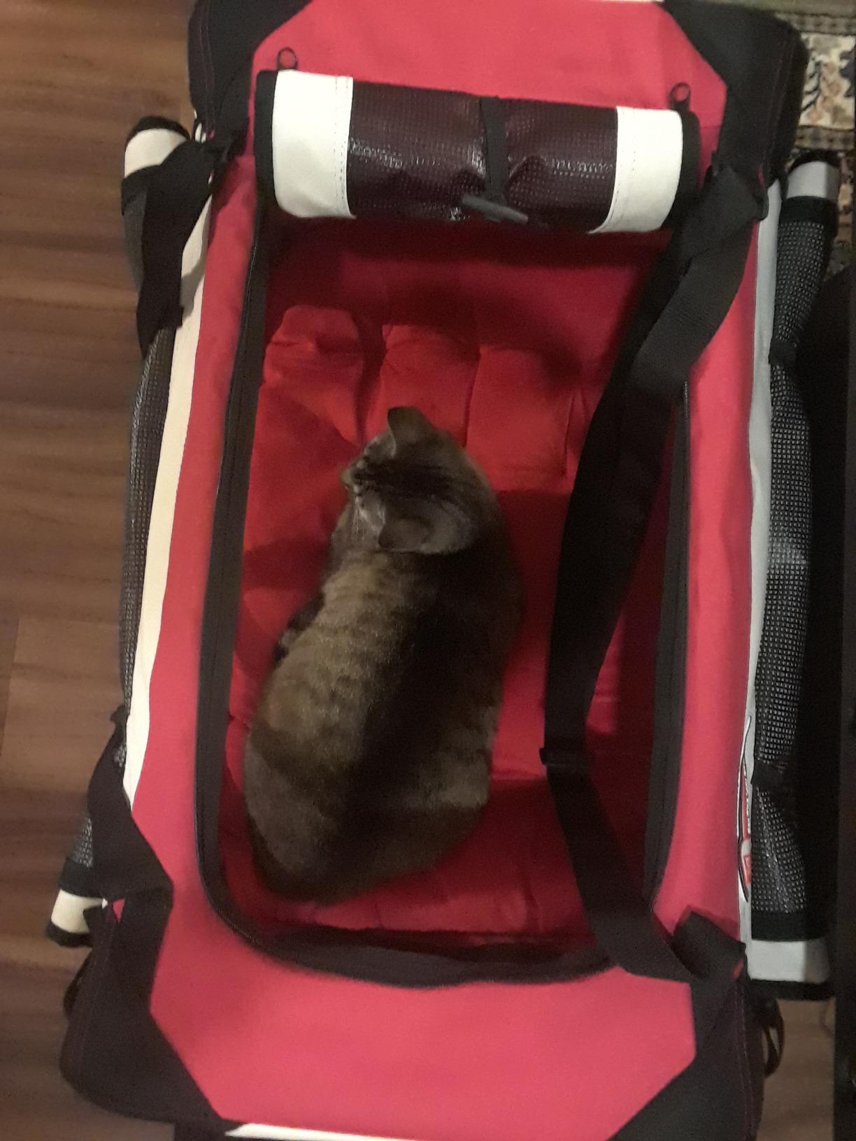 petluv stroller