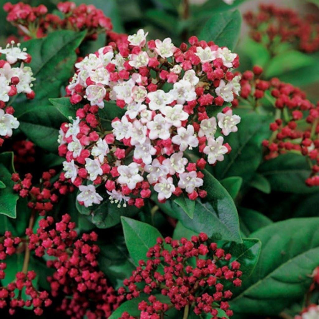 Калина Давида Viburnum davidii