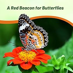 Outsidepride Red Torch Mexican Sunflower Seeds