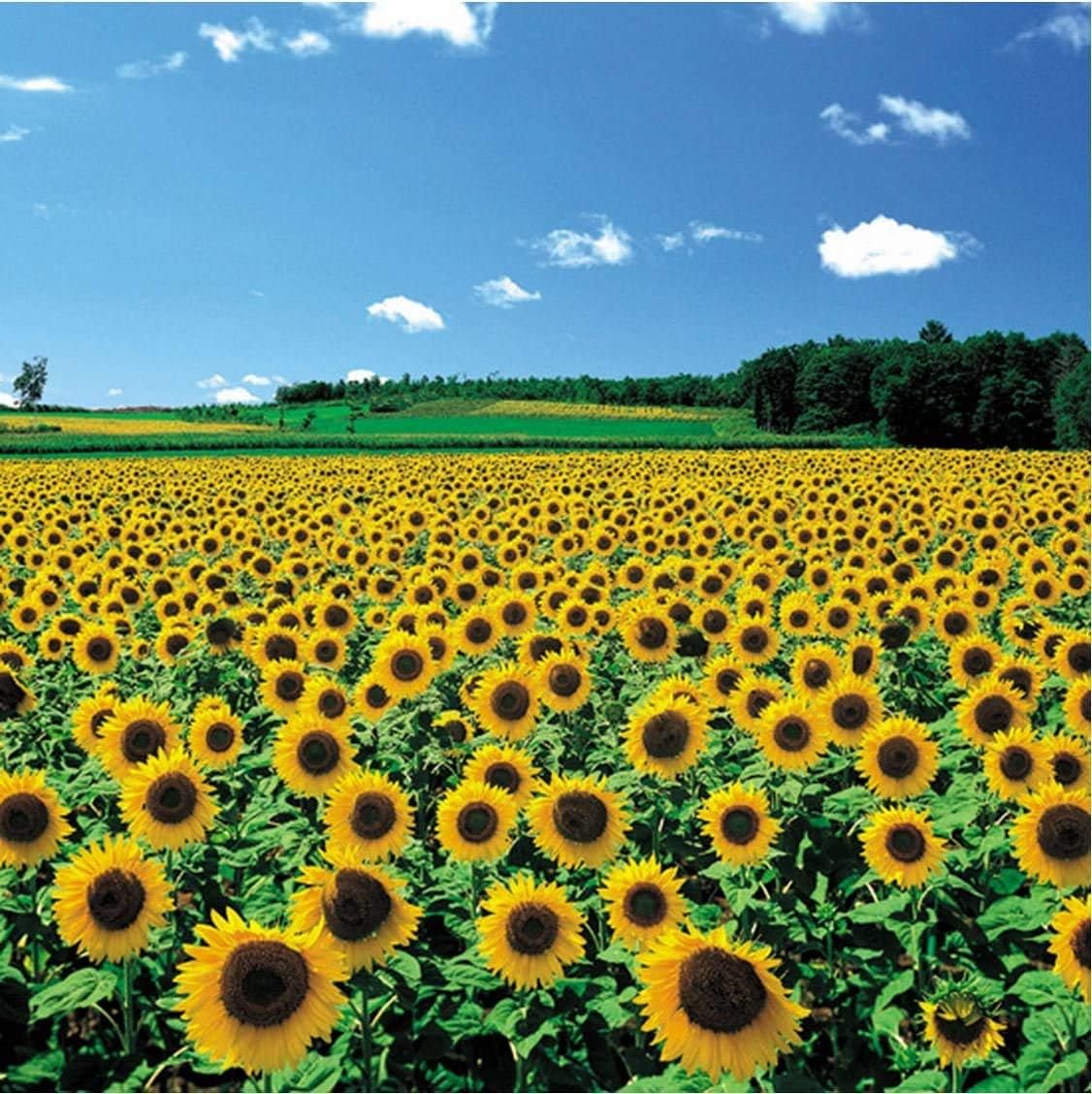 Chamberart 500 piece Premium Jigsaw Puzzle "A Sunflower Field" A-5091